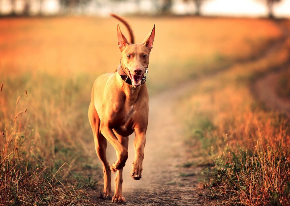 #56. Pharaoh hound (tie)